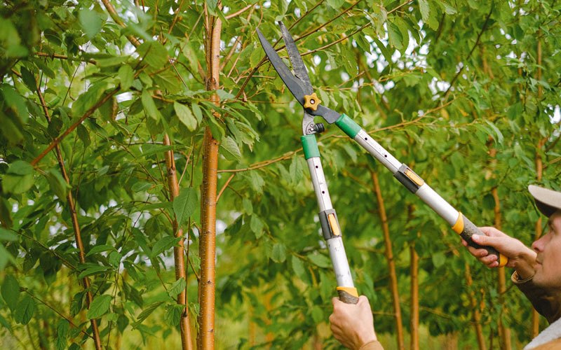 Tree trimming in Manning, IA
